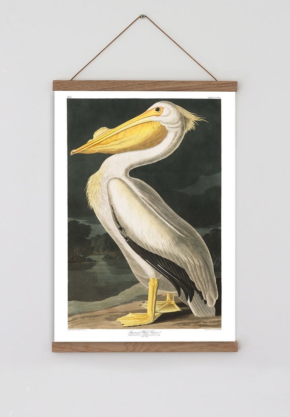 Antique Replica American White Pelican Art Print Antique Replica American White Pelican Art Print