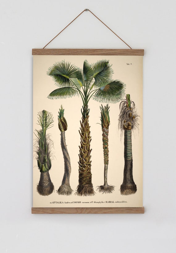 Palm Tree Chart