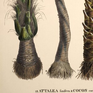 Vintage palm tree print. Vintage tropical botanical print. Vintage Scandinavian Wall art. Palm Tree wall chart. Botanical wall art. Coconut image 6