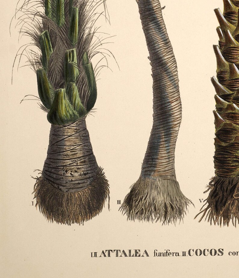 Vintage palm tree print. Vintage tropical botanical print. Vintage Scandinavian Wall art. Palm Tree wall chart. Botanical wall art. Coconut image 6
