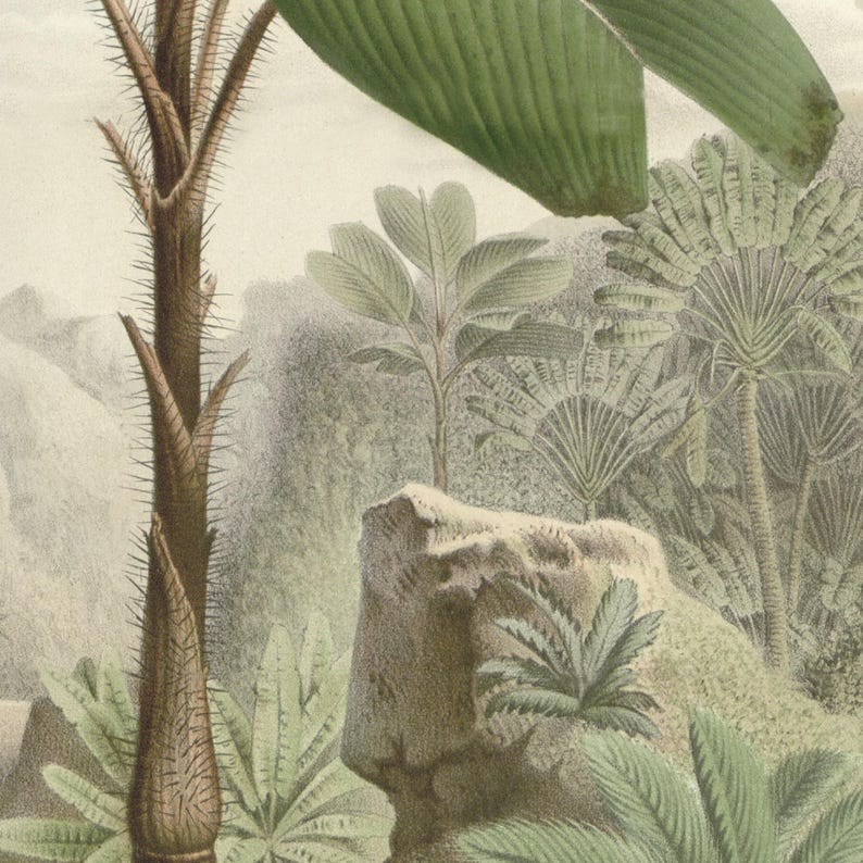 Close up of a vintage palm tree wall  wall art featuring a tropical palm tree from the Seychelles in a tropical forest