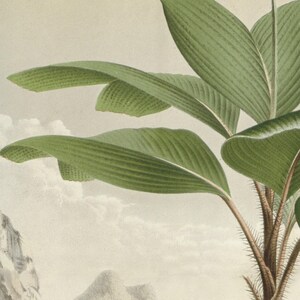 Seychelles Palm tree wall art, green palm tree illustration, tropical wall art, botanical print, Vintage landscape wall art, Colonial art, afbeelding 6