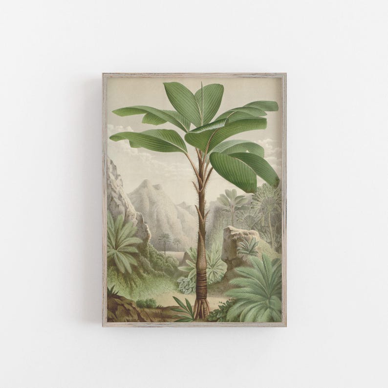 Palm tree print featruing a tropical palm tree from the Seychelles in a tropical forest