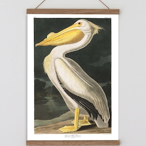 Audubon Birds, Vintage art, Vintage Pelican painting, Vintage pelican print, Pelican wall chart, American White pelican, Vintage Wall art