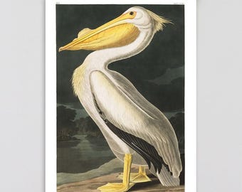 Audubon Birds, Vintage art, Vintage Pelican painting, Vintage pelican print, Pelican wall chart, American White pelican, Vintage Wall art