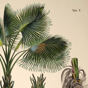 Vintage palm tree print. Vintage tropical botanical print. Vintage Scandinavian Wall art. Palm Tree wall chart. Botanical wall art. Coconut image 5