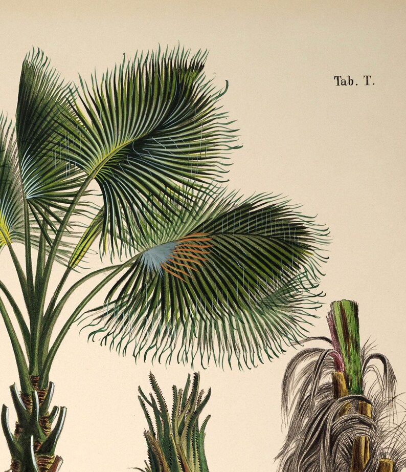 Vintage palm tree print. Vintage tropical botanical print. Vintage Scandinavian Wall art. Palm Tree wall chart. Botanical wall art. Coconut image 5