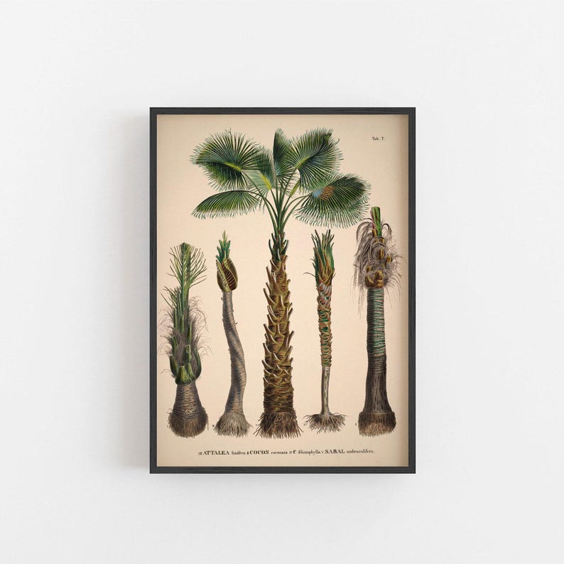 Vintage palm tree print. Vintage tropical botanical print. Vintage Scandinavian Wall art. Palm Tree wall chart. Botanical wall art. Coconut image 3