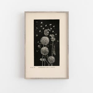 Dandelion wall art, dandelion prints, dandelion poster, monochrome wall decor, vintage dandelion art, vintage botanical wall art, home decor