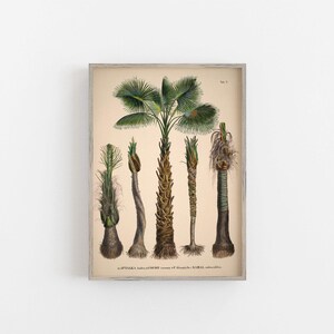 Vintage palm tree print. Vintage tropical botanical print. Vintage Scandinavian Wall art. Palm Tree wall chart. Botanical wall art. Coconut image 4