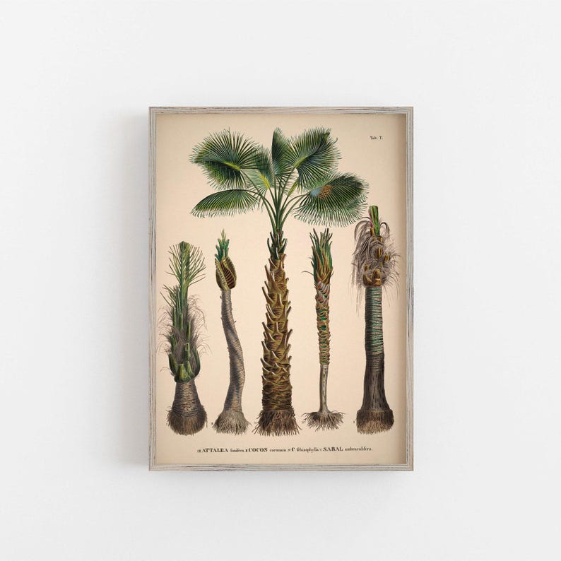 Vintage palm tree print. Vintage tropical botanical print. Vintage Scandinavian Wall art. Palm Tree wall chart. Botanical wall art. Coconut image 4