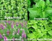 100 Mint Mix Seeds, 4 Varieties Herb Heirloom NON-GMO, Easy to Grow, Super Fragrant, Peppermint, Spearmint, Lemon Mint, Lemon Balm Melissa