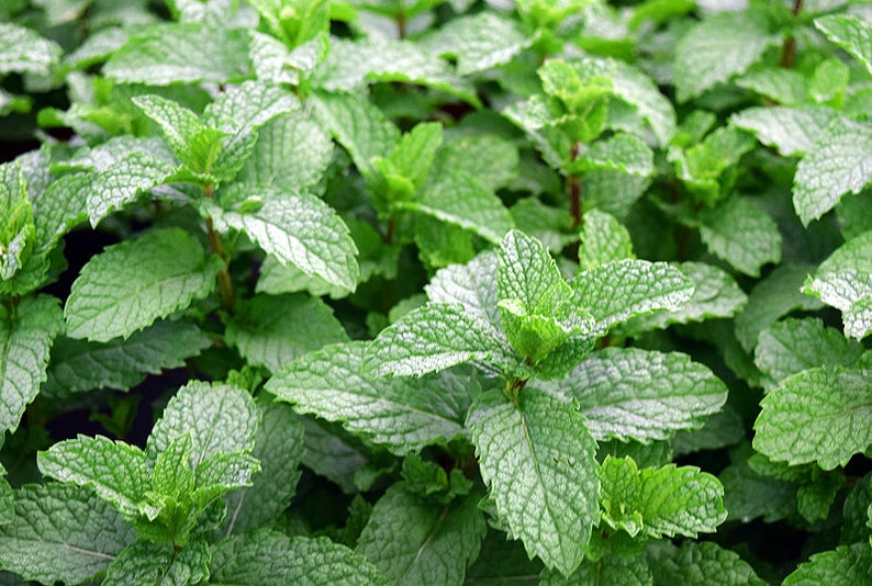 100 Tasty Mojito Mint Seeds Heirloom NONGMO Fragrant Rare Etsy
