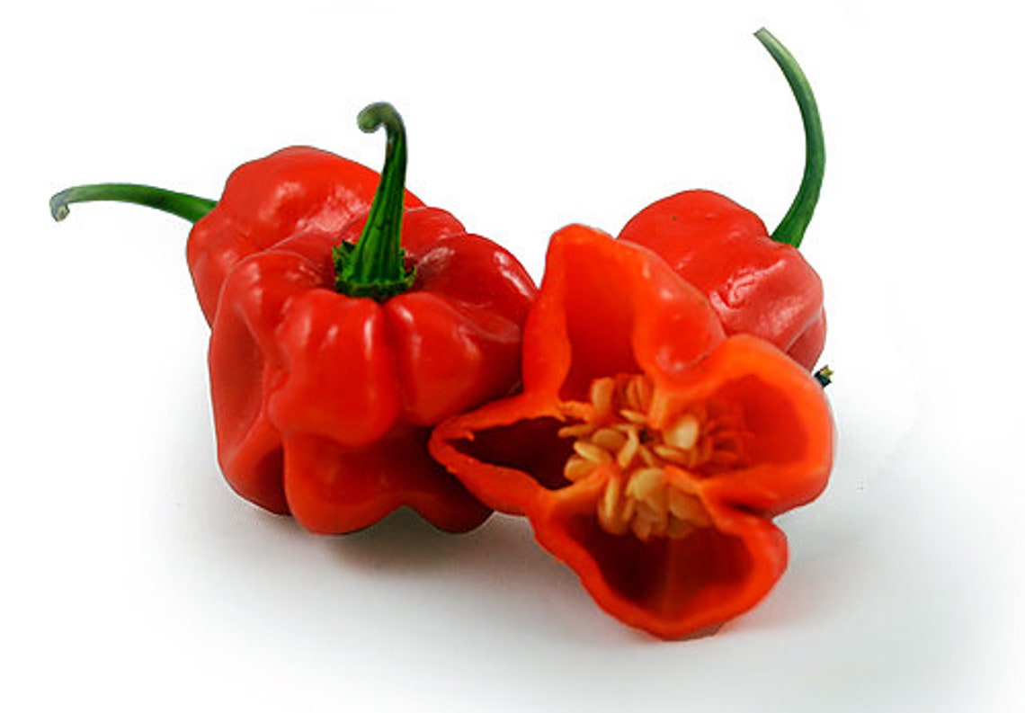 30 Red Jamaican Scotch Super Hot Pepper Seeds Etsy