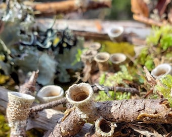 Bird's Nest Terrarium Fairy Garden Mushrooms 20pcs