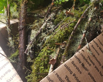 Mossy Branches with Living Lichen – Real Forest Moss Branches for Terrariums, Decor & Isopod Habitats