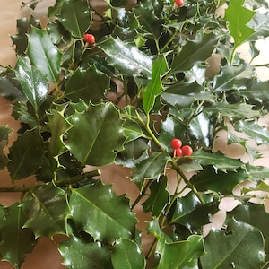 May include: A bunch of holly sprigs with dark green leaves and bright red berries.