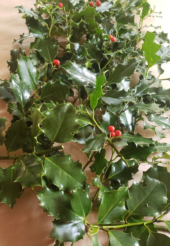 Half Pound Fresh Green Holly and Variegated Cuttings for Wreaths, Arrangements, Garlands, Centerpieces