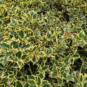 May include: A close-up of a bush with green and yellow leaves. The leaves have a spiky texture.