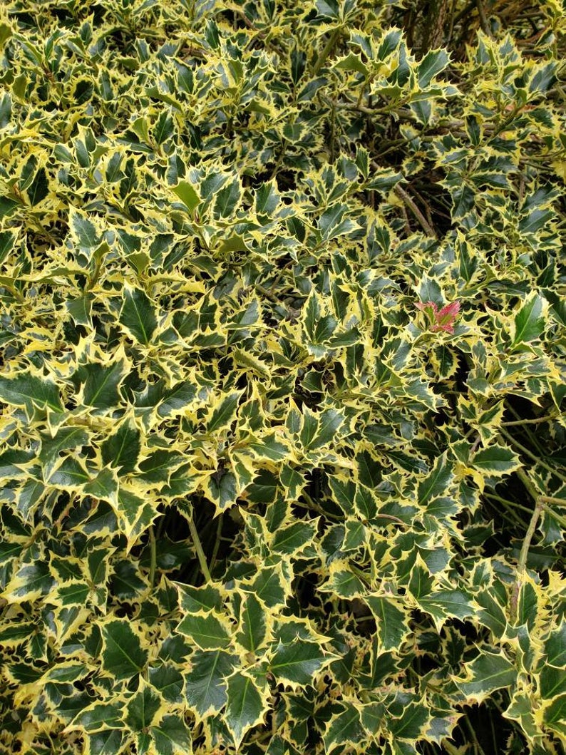 May include: A close-up of a bush with green and yellow leaves. The leaves have a spiky texture.