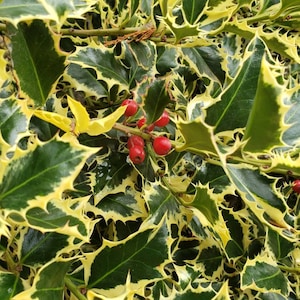 May include: Close-up of a holly bush with green and yellow variegated leaves and red berries.