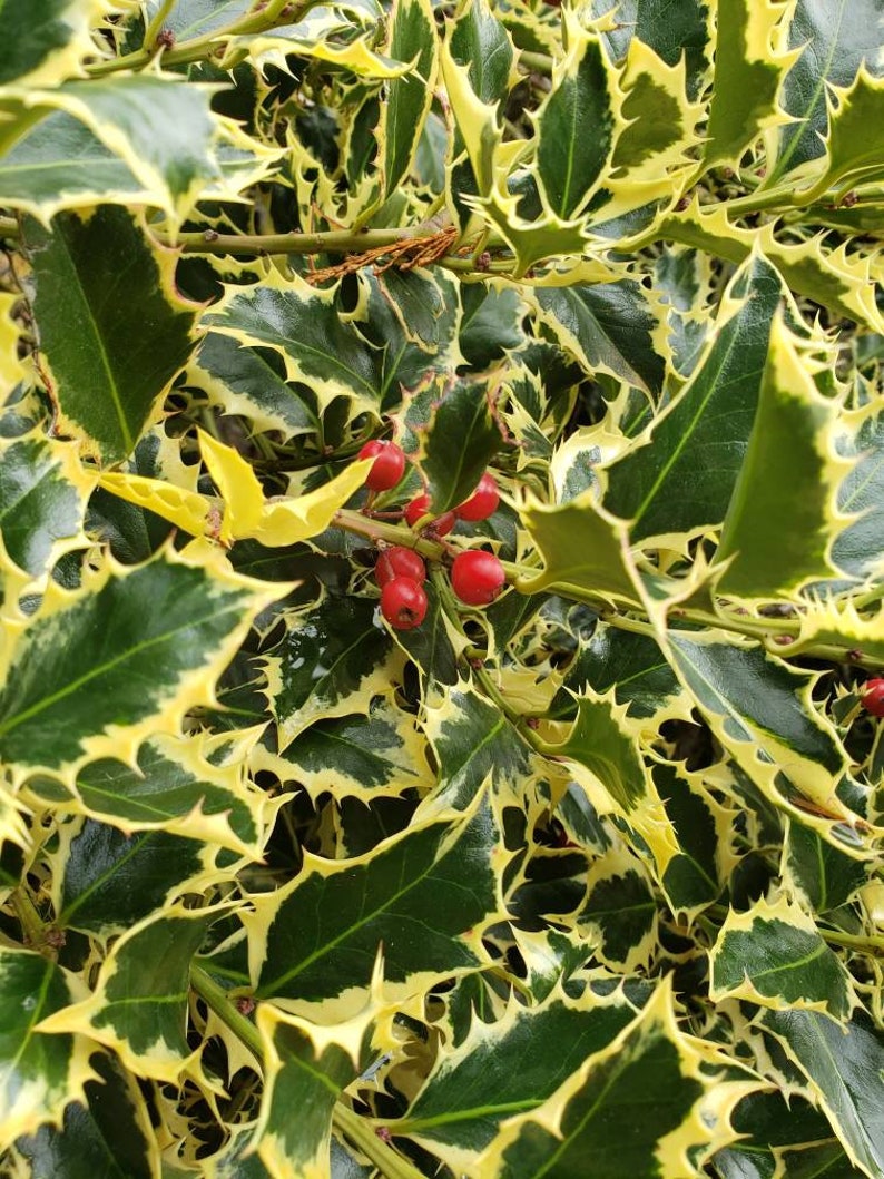 May include: Close-up of a holly bush with green and yellow variegated leaves and red berries.