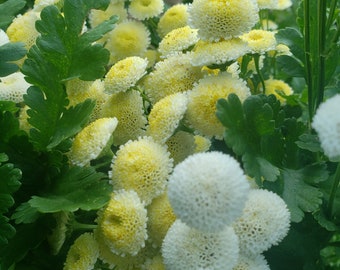 100+ Feverfew Magic Lime Seeds Organically Grown Open Pollinated Non GMO