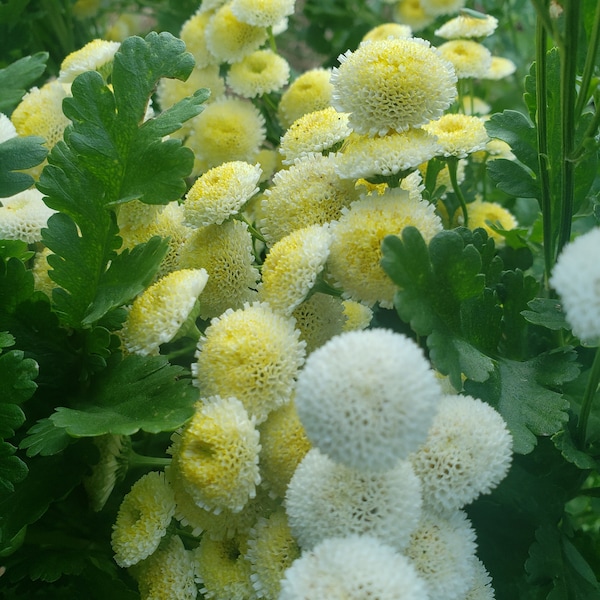 100+ Feverfew Magic Lime Seeds Organically Grown Open Pollinated Non GMO