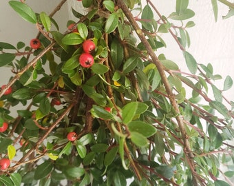 10 Fresh Cut Kinnikinnick Stems, Ideal for Centerpieces, Wreaths & Crafts