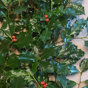 May include: A bunch of holly sprigs with dark green leaves and bright red berries.