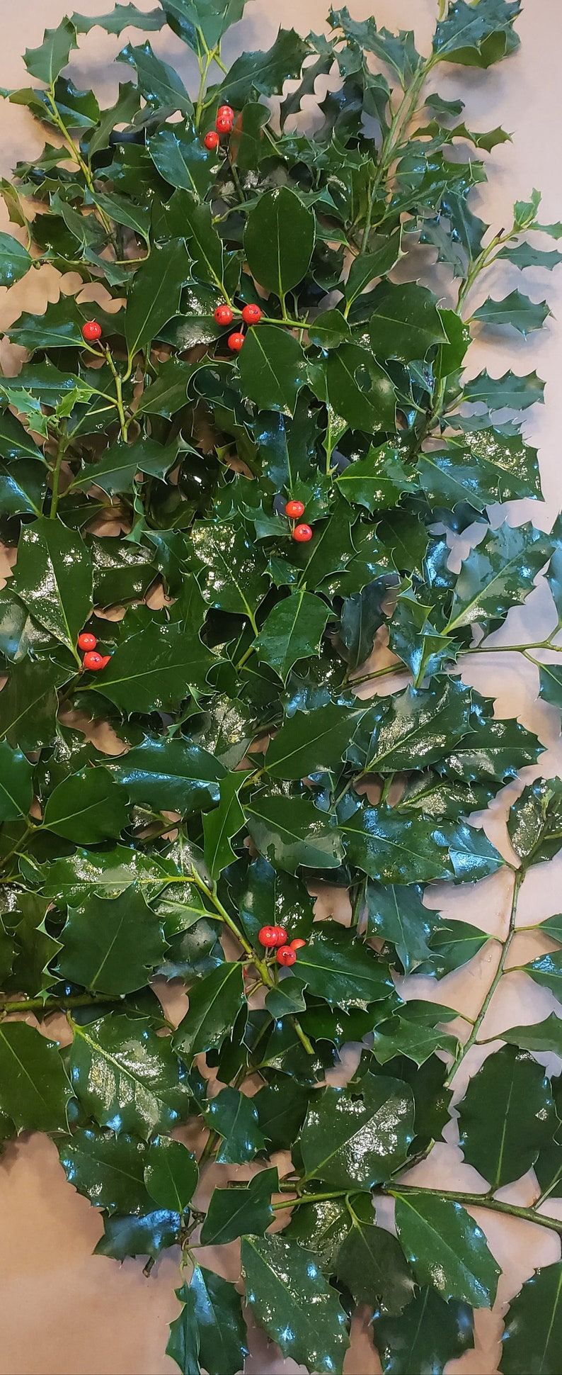 May include: A bunch of holly sprigs with dark green leaves and bright red berries.