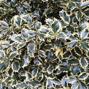 May include: Close-up of a bush with dark green leaves with white edges. The leaves are small and have a spiky texture.