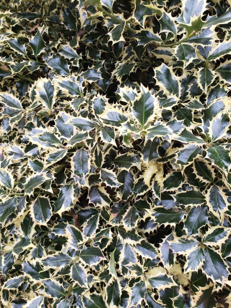 May include: Close-up of a bush with dark green leaves with white edges. The leaves are small and have a spiky texture.