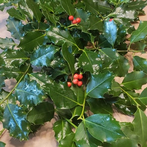 May include: A bunch of holly sprigs with glossy green leaves and bright red berries.
