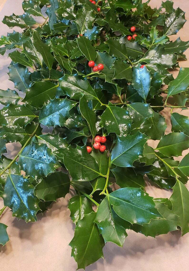 May include: A bunch of holly sprigs with glossy green leaves and bright red berries.