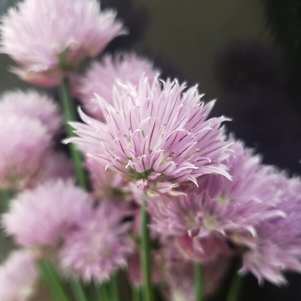 Organically Grown Chive Flower Seed Heads 200+ Seeds