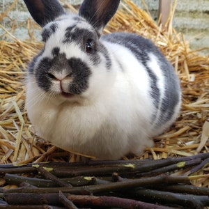 May include: A close-up of a rabbit with a black and white patterned coat, sitting in a bed of straw. The rabbit has black ears and is looking directly at the camera. A pile of small, dark brown sticks is in the foreground.