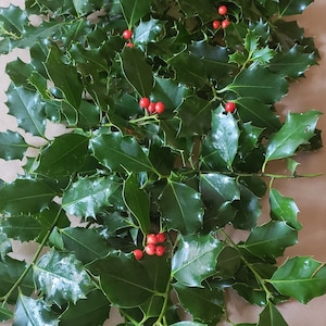 May include: A bunch of holly sprigs with dark green leaves and bright red berries.