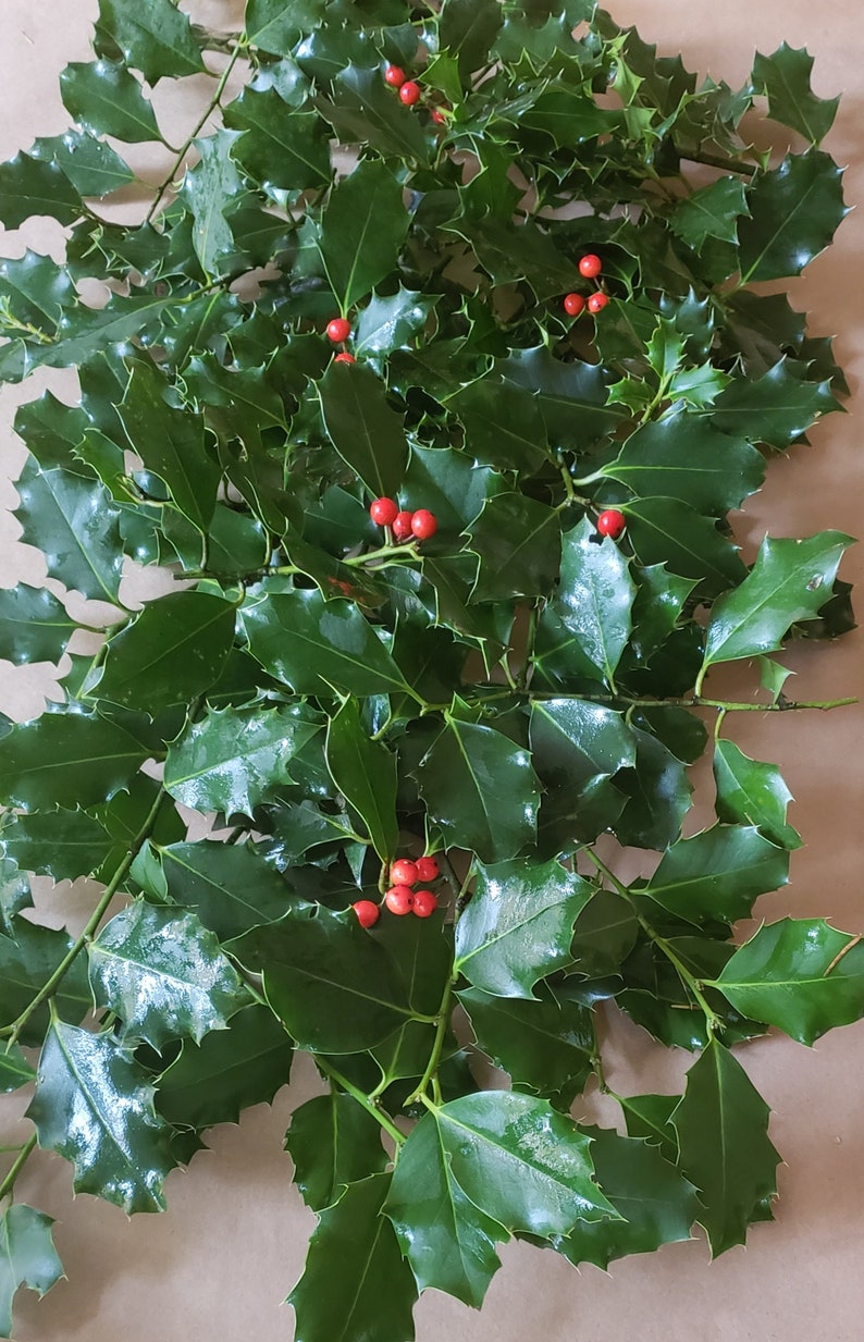 May include: A bunch of holly sprigs with dark green leaves and bright red berries.