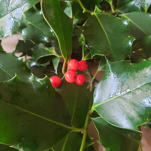 May include: A bunch of holly sprigs with bright red berries. The leaves are dark green and glossy.