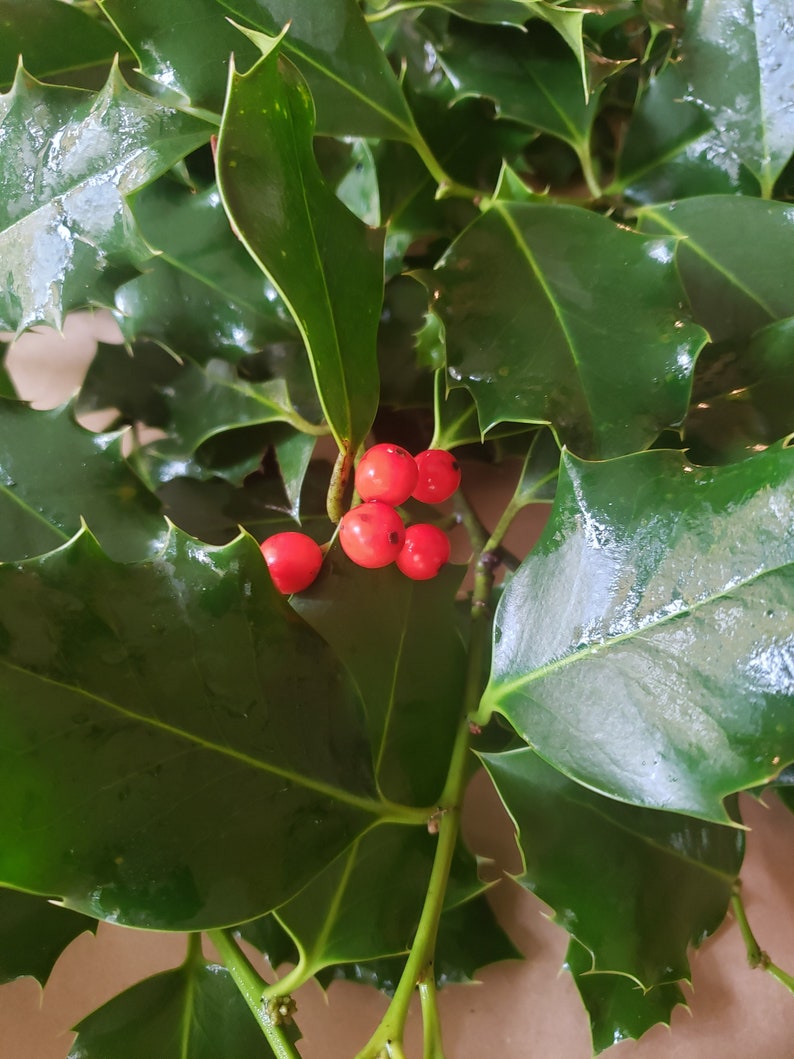 May include: A bunch of holly sprigs with bright red berries. The leaves are dark green and glossy.