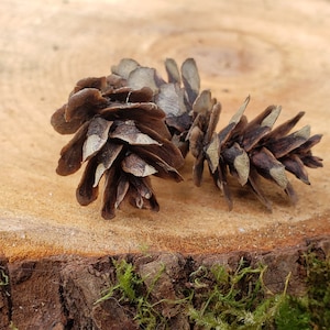 25+ Tiny Western Red Cedar Tree Seed Cones Wildharvested For Decoration