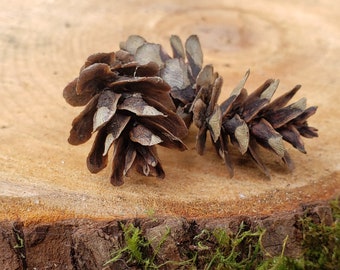 25+ Tiny Western Red Cedar Tree Seed Cones Wildharvested For Decoration