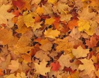 Open Air - Burnt Orange - Leaves - Qt Fabrics - 1649 28103 O 15O -016542200624