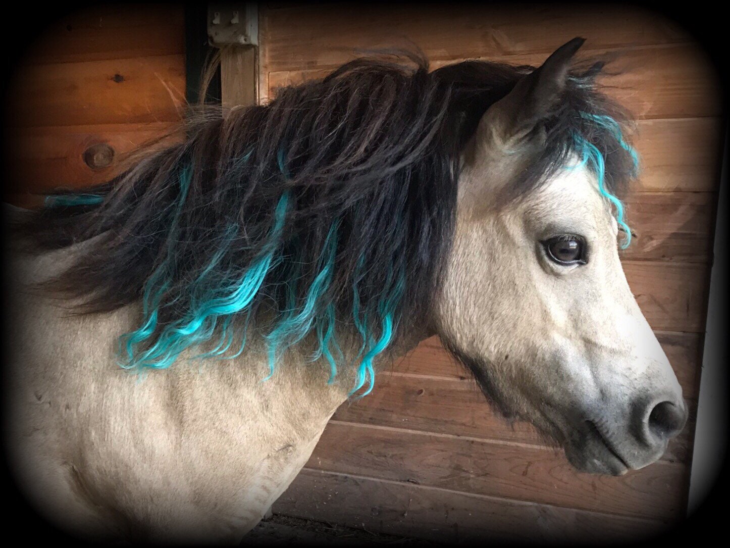 Turquoise Mane Hair Extensions for Horses perfect for Etsy