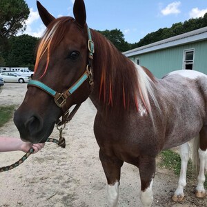 Sunshine Ombré Mane Hair Extensions for Horses