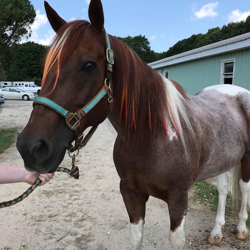 Design Your Own Mane Hair Extensions for Horses perfect for Etsy