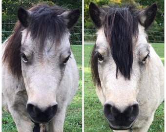 Fauxlock Forelock Extensions for Horses (Perfect for Parties, Parades & Shows)