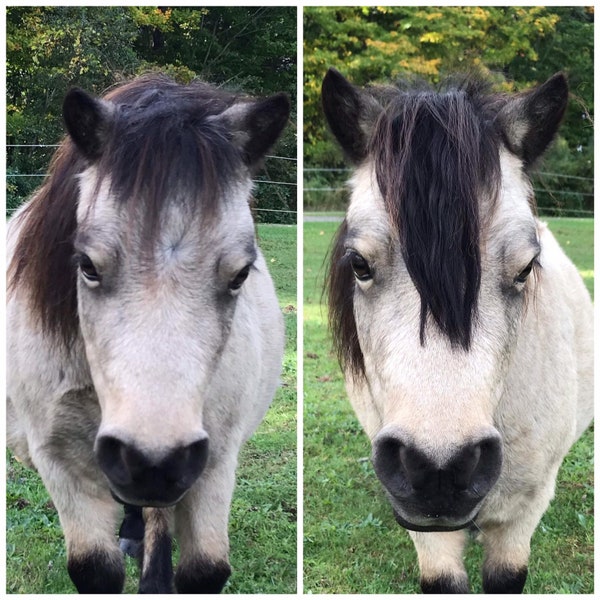 Fauxlock Forelock Extensions for Horses (Perfect for Parties, Parades & Shows)