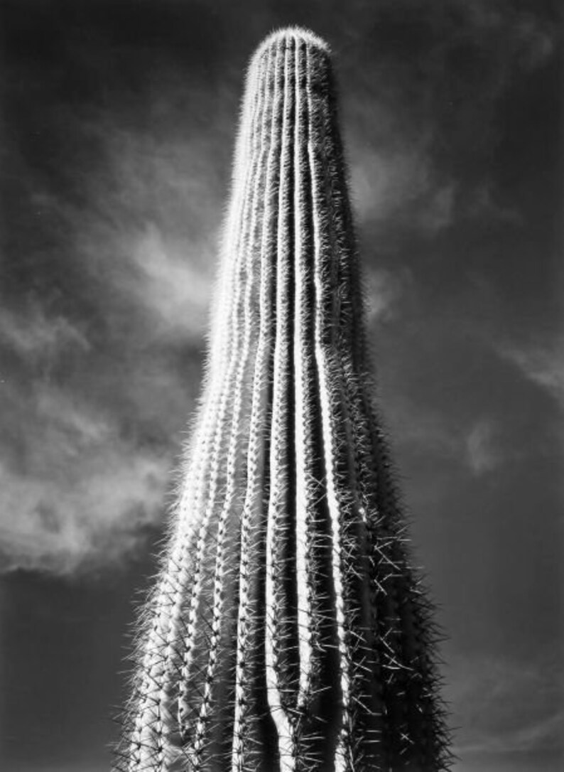 Ansel Adams Saguaro Cactus Sunrise Arizona 1946 vintage Etsy